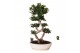 Ficus microcarpa ginseng Ficus micr. 8-type in keram. ovaal schaal met 