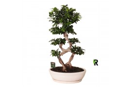 Ficus microcarpa ginseng Ficus micr. 8-type in keram. ovaal schaal met