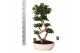 Ficus microcarpa ginseng Ficus micr. 8-type in keram. ovaal schaal met 