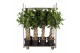 Ficus benghalensis audrey Mix Audrey, 3x gevl. mat, 3x gevl. cilinder, 