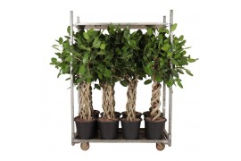 Ficus benghalensis audrey Mix Audrey, 3x gevl. mat, 3x gevl. cilinder,