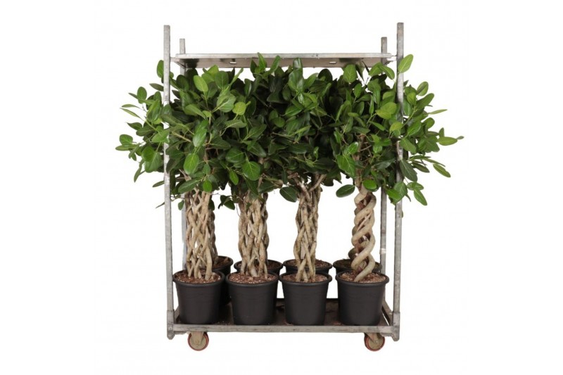 Ficus benghalensis audrey Mix Audrey, 3x gevl. mat, 3x gevl. cilinder, 