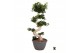Ficus microcarpa ginseng Ficus micr. S-type 1 pp 