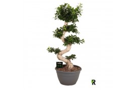 Ficus microcarpa ginseng Ficus micr. S-type 1 pp
