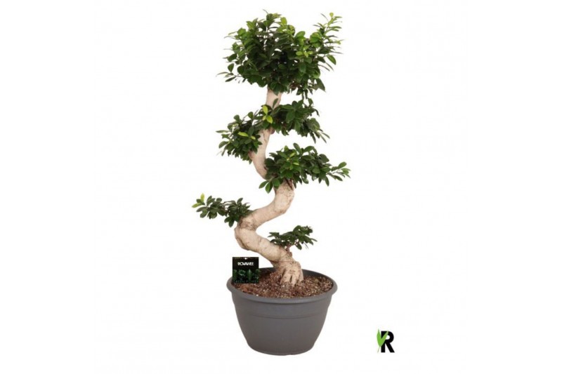 Ficus microcarpa ginseng Ficus micr. S-type 1 pp 