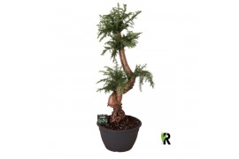Araucaria Araucaria bidwillii bonsai 1 pp 1 tak/plnt
