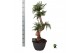 Araucaria Araucaria bidwillii bonsai 1 pp 1 tak/plnt 