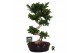 Ficus microcarpa ginseng Ficus micr. S-type in keram. ovale schaal met 