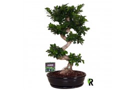 Ficus microcarpa ginseng Ficus micr. S-type in keram. ovale schaal met
