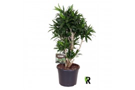 Dracaena reflexa Dracaena reflexa vertakt 1 pp