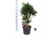 Dracaena reflexa Dracaena reflexa vertakt 1 pp 