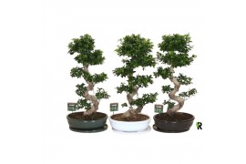 Ficus microcarpa ginseng Ficus micr. S-type in keramiek ovaal schaal m