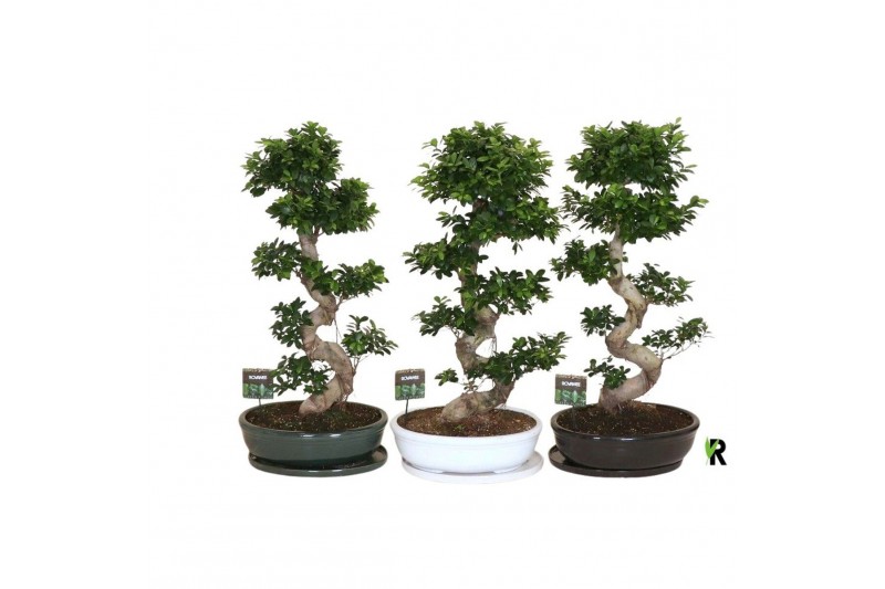 Ficus microcarpa ginseng Ficus micr. S-type in keramiek ovaal schaal m 
