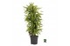 Dracaena fragr. der. lemon lime Dracaena fragr. Lemon Lime vertakt 1 p 