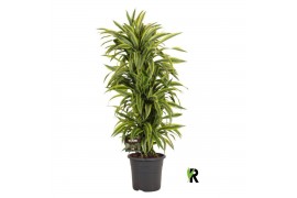 Dracaena fragr. der. lemon lime Dracaena fragr. Lemon Lime vertakt 1 p