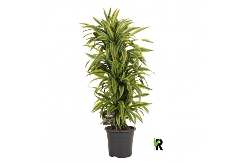 Dracaena fragr. der. lemon lime Dracaena fragr. Lemon Lime vertakt 1 p 