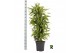 Dracaena fragr. der. lemon lime Dracaena fragr. Lemon Lime vertakt 1 p 