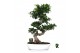 Ficus microcarpa ginseng Ficus micr. S-type in keramiek ovaal schaal m 