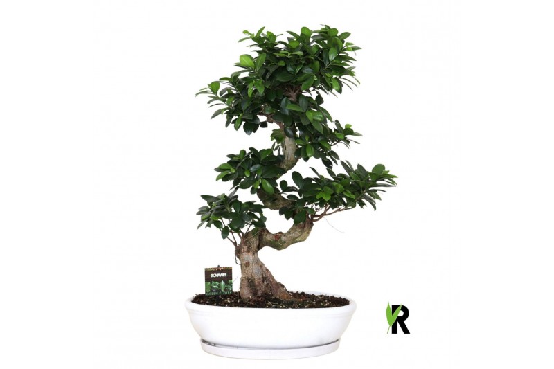 Ficus microcarpa ginseng Ficus micr. S-type in keramiek ovaal schaal m 