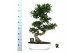Ficus microcarpa ginseng Ficus micr. S-type in keramiek ovaal schaal m 