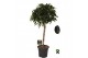 Ficus benjamina danielle Ficus benj. Danielle op stam 1 pp 