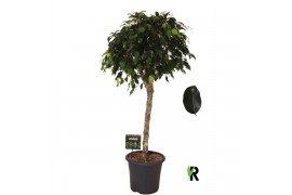 Ficus benjamina danielle Ficus benj. Danielle op stam 1 pp