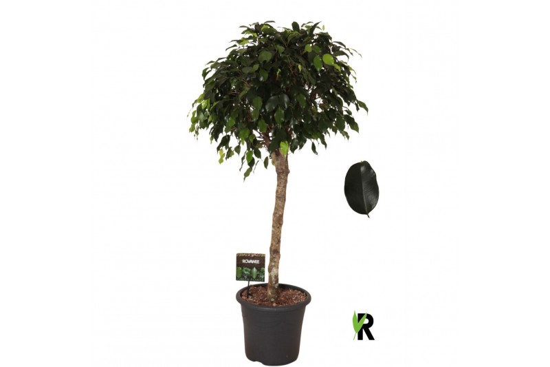 Ficus benjamina danielle Ficus benj. Danielle op stam 1 pp 