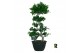 Ficus microcarpa ginseng Ficus micr. 8-type 1 pp 