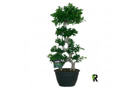 Ficus microcarpa ginseng Ficus micr. 8-type 1 pp