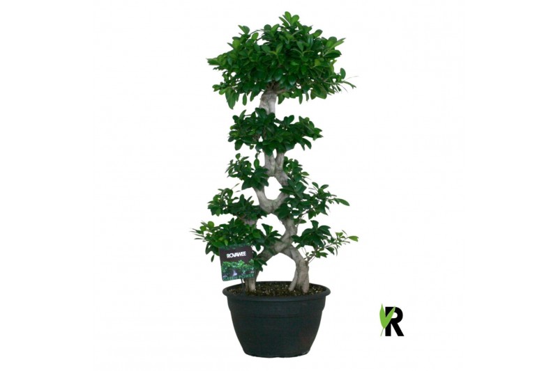 Ficus microcarpa ginseng Ficus micr. 8-type 1 pp 