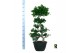 Ficus microcarpa ginseng Ficus micr. 8-type 1 pp 