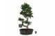 Ficus microcarpa ginseng Ficus micr. S-type in keram.ovaal schaal met  