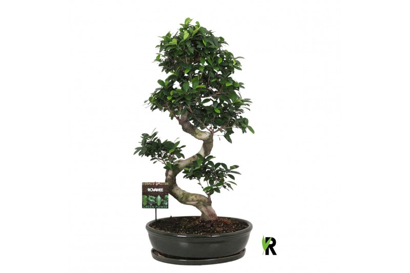 Ficus microcarpa ginseng Ficus micr. S-type in keram.ovaal schaal met  