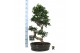 Ficus microcarpa ginseng Ficus micr. S-type in keram.ovaal schaal met  