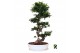 Ficus microcarpa ginseng Ficus micr. S-type in keram. ovale schaal met 
