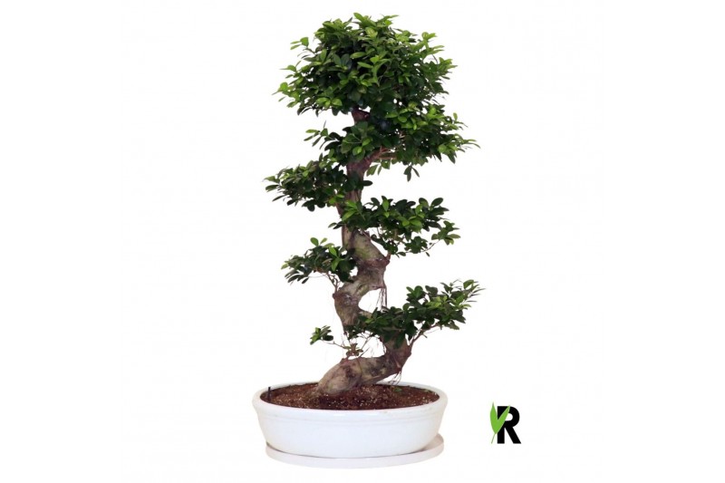 Ficus microcarpa ginseng Ficus micr. S-type in keram. ovale schaal met 