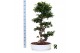 Ficus microcarpa ginseng Ficus micr. S-type in keram. ovale schaal met 