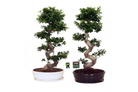 Ficus microcarpa ginseng Ficus micr. S-type in keram. ovale schaal met