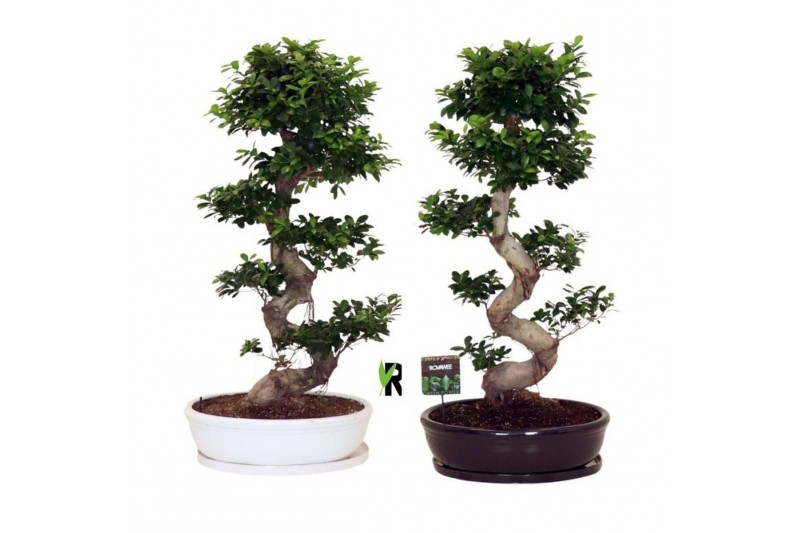 Ficus microcarpa ginseng Ficus micr. S-type in keram. ovale schaal met 