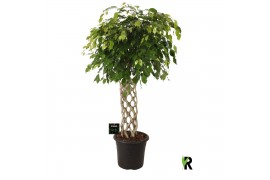 Ficus benjamina exotica Ficus benj. Exotica gevlochten mat 1 pp
