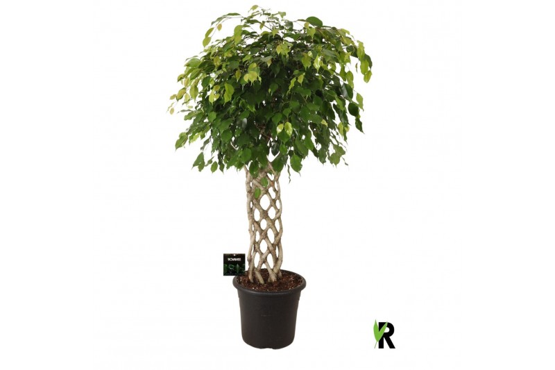 Ficus benjamina exotica Ficus benj. Exotica gevlochten mat 1 pp 
