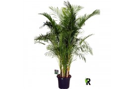 Dypsis lutescens Dypsis lutescens 1 pp