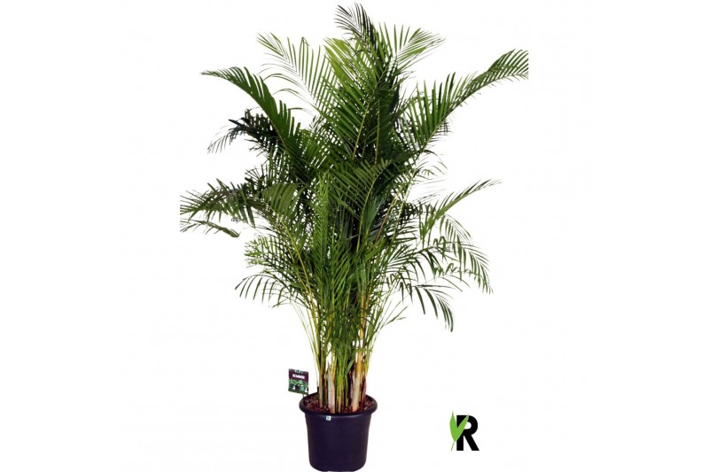 Dypsis lutescens Dypsis lutescens 1 pp 