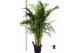 Dypsis lutescens Dypsis lutescens 1 pp 