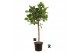 Ficus benghalensis audrey Ficus bengh. Audrey op stam 1 pp 1 tak/plnt 