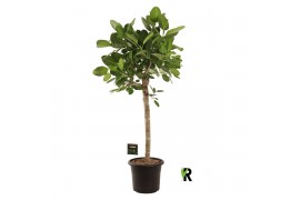 Ficus benghalensis audrey Ficus bengh. Audrey op stam 1 pp 1 tak/plnt