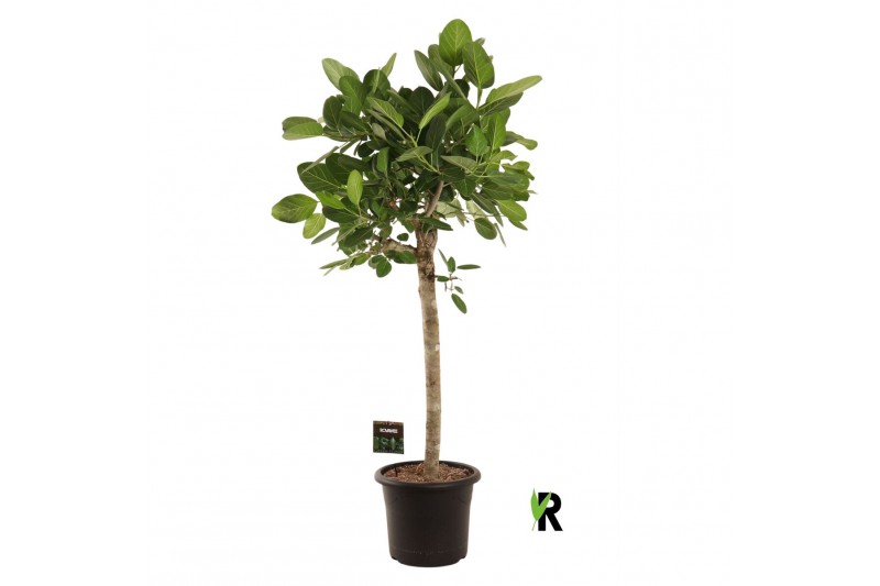 Ficus benghalensis audrey Ficus bengh. Audrey op stam 1 pp 1 tak/plnt 