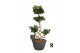 Ficus microcarpa ginseng Ficus micr. chinese knot 1 pp 