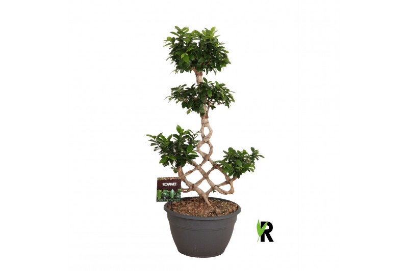 Ficus microcarpa ginseng Ficus micr. chinese knot 1 pp 