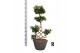 Ficus microcarpa ginseng Ficus micr. chinese knot 1 pp 